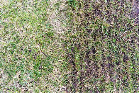 How to Aerate Your Lawn - When, Why, Tips, & Tools [Expert Guide]