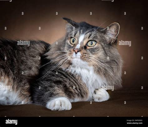 Horizontal shot of a beautiful domestic long-haired cat laying on side ...