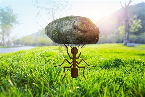 蚂蚁有什么独特的生活习性？ - 知乎