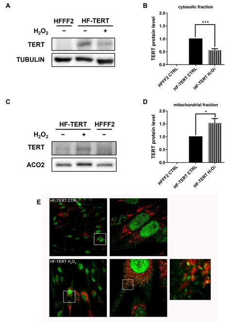 TERT Extra-Telomeric Roles: Antioxidant Activity and Mitochondrial ...
