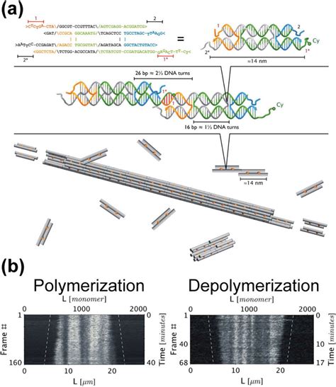 Image result for DNA Polymerization