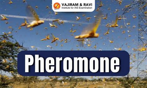 Pheromone, Types, Uses, Latest News