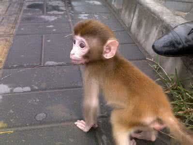 世界上最可愛的猴子——日本袖珍石猴 - 每日頭條