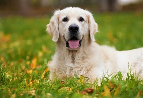 Golden Retriever Price: How Much Should You Pay for a Golden Puppy ...