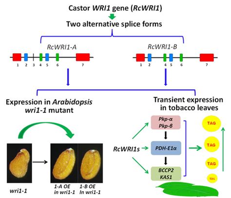 Splice Variants of the Castor WRI1 Gene Upregulate Fatty Acid and Oil ...