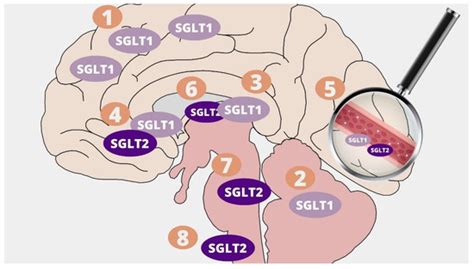 Molecules | Special Issue : Neurotransmitter-Related Molecular Modeling ...