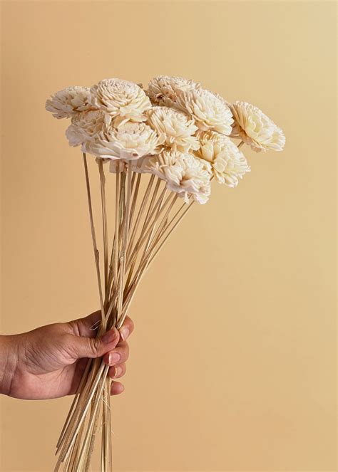 Dry Flowers - Daisy flowers Online in India – WeavingHomes