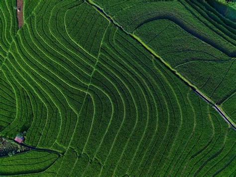 Image result for Farming Patterns Java