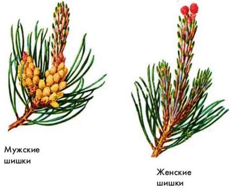 Размножение и значение хвойных деревьев, Биология