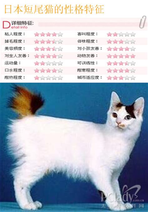 猫的品种 - 业百科