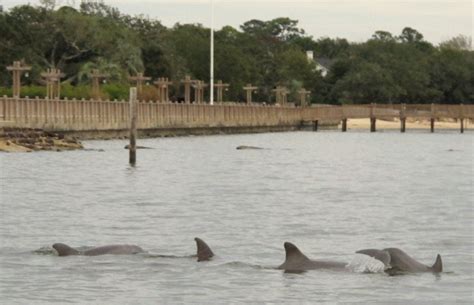 Dolphins gang up to feed on mullet as they migrate out of Mobile Bay ...
