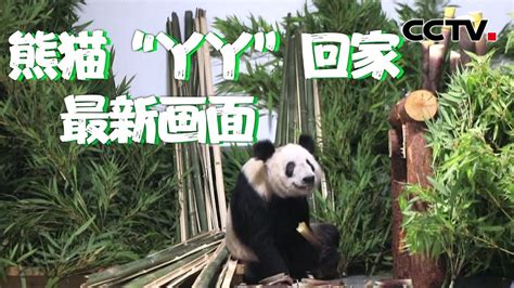 “丫丫”一到家就被竹子包围！“丫丫”平安抵达北京动物园 最新画面来了！| CCTV中文国际 - YouTube