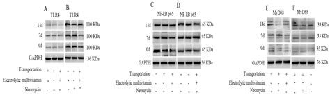 Effects of Electrolyte Multivitamins and Neomycin on Immunity and ...
