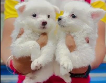 Pomeranian Price In Bangalore - Best For Pets