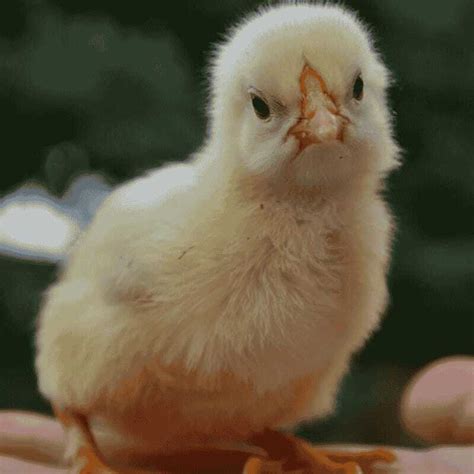 Buy Broiler Cobb 430y Chicks at Best Price - Commercial Farm Excellence