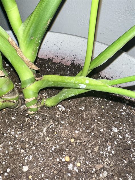 Do my plants have scale 😥I used a liquid house plant food for the first ...