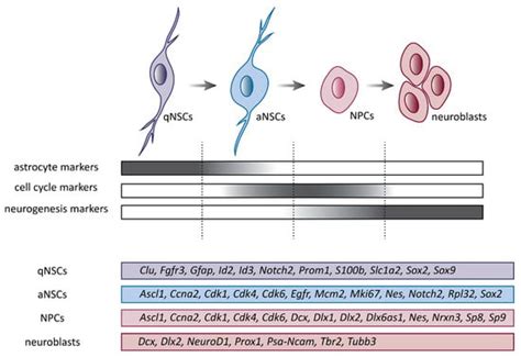 Effects of Radiation Therapy on Neural Stem Cells