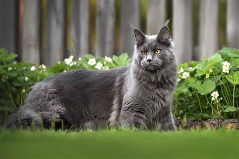 Grey Maine Coon: Facts, Patterns & Traits (With Pictures)