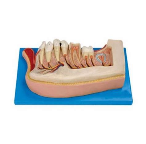 Anatomical Models - Magnified Pulmonary Alveolar Model Manufacturer ...