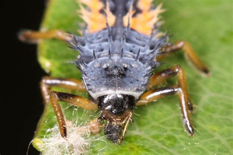 Slunéčko Harmonia axyridis (Pallas 1773) - larva - Bobův fotoblog