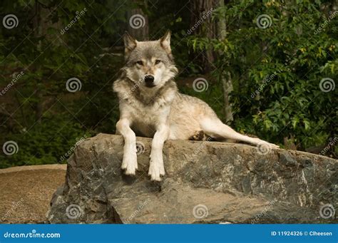 Great plains wolf on rock stock photo. Image of great - 11924326