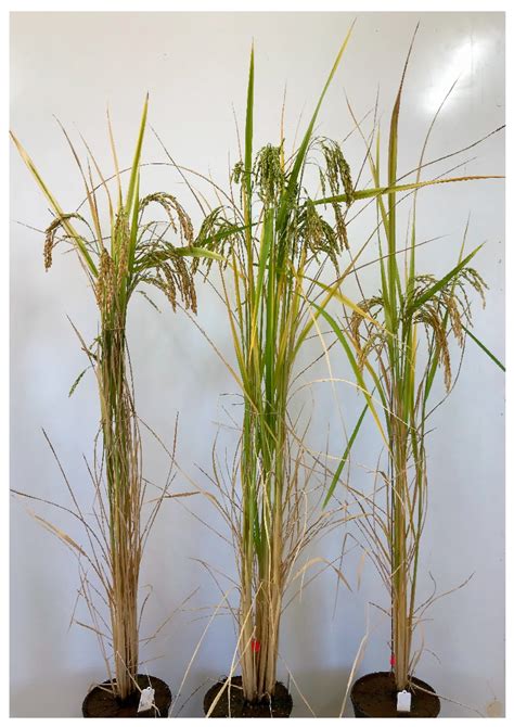 Hybrid Vigour and Hybrid Mimics in Japonica Rice
