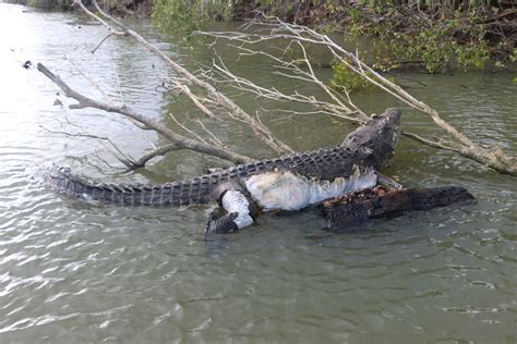 Gustave Crocodile Dead