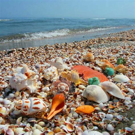 Sanibel island fl – the world’s best shelling beaches – Artofit