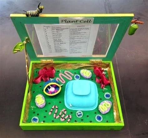 How to Create 3D Plant Cell and Animal Cell Models for Science Class ...