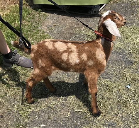 Mini Nubian Goats - RocKaRanSiberKats