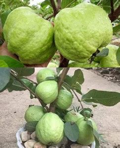 Cloud Farm Guava Plant Price in India - Buy Cloud Farm Guava Plant ...