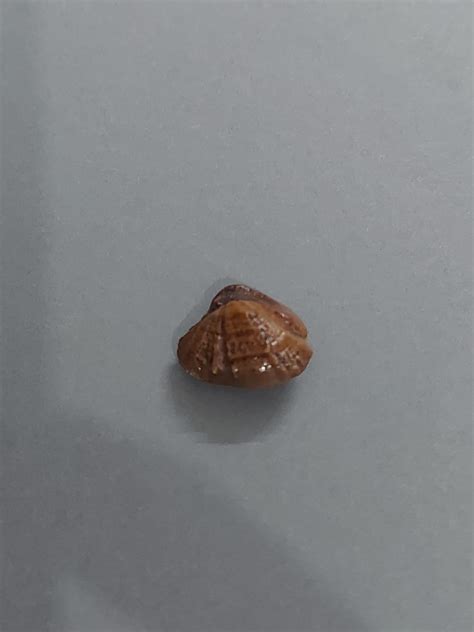 11.25 Ratti Machmani Stone – Vedic Crystals