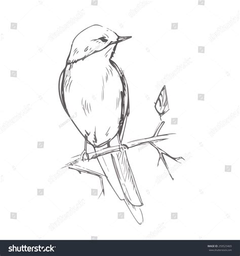 32,292 Bird pencil Images, Stock Photos & Vectors | Shutterstock