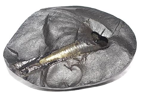 Matsya Shaligram - Gandaki River Nepal : Amazon.in: Home & Kitchen