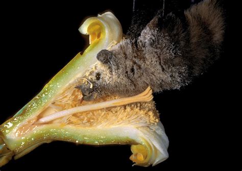 Image result for Bat Pollination