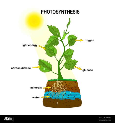 Photosynthesis diagram.Process of plant produce oxygen. Photosynthesis process.Photosynthesis ...