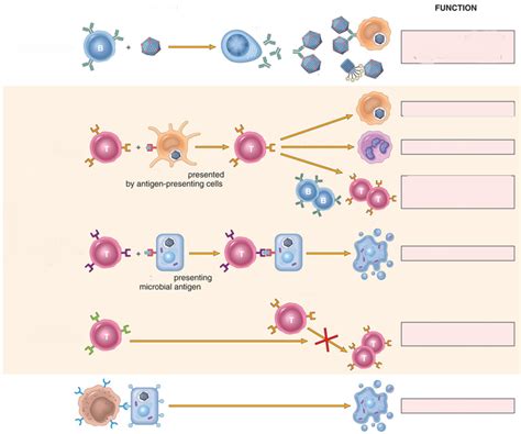 Image result for Lymphocytes Cell Labeled