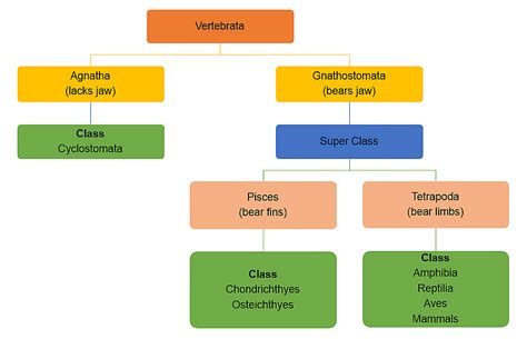Classification of Animal Kingdom - General Awareness for SSC CGL PDF ...