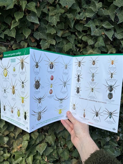 House and Garden Spiders ID Guide – Outdoor Learning Resources