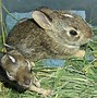 Image result for Day Old Newborn Baby Rabbit