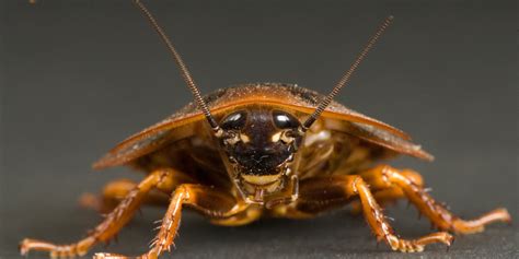 Cockroach Definition 的图像结果