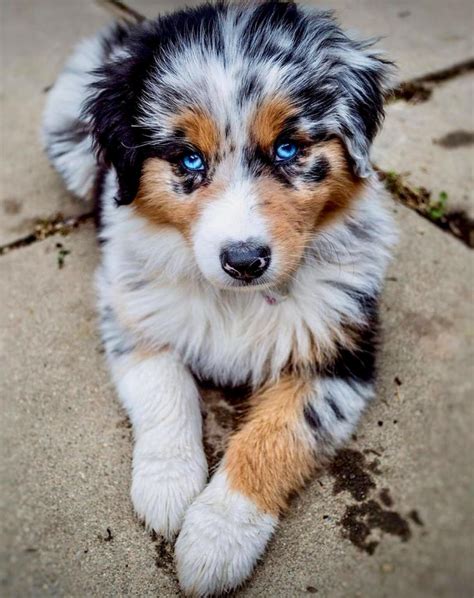 Super Cute Australian Shepherd