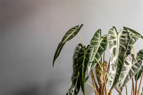 Black House Plants - a stylish alternative for your home