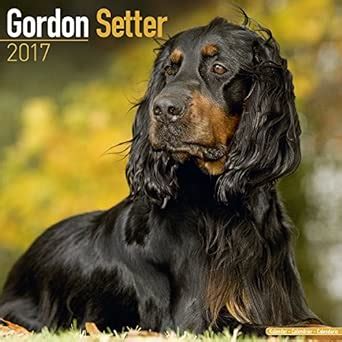 Gordon Setter Calendar 2017 : Avonside Publishing Ltd: Amazon.in: Books