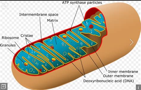 DNA is present in [MP PMT 1996; AIIMS 2004] A) Carboxysomes B ...