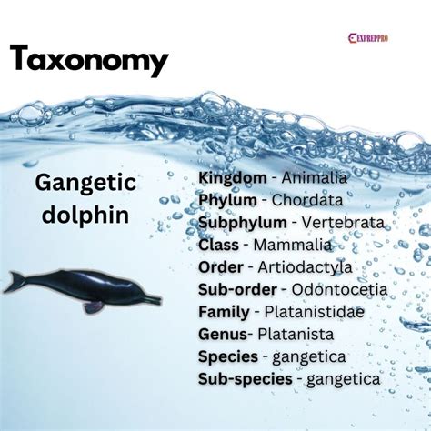 Gangetic Dolphin | Aquatic Animal of India | UPSC
