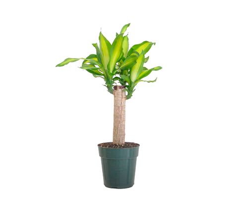 Dracaena Massangeana Cane - SunBlest Gardens