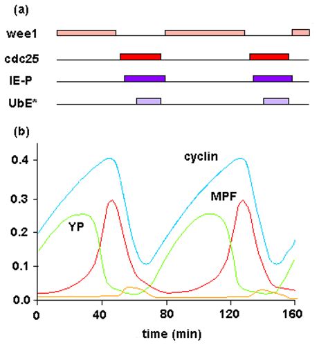 Quantitative Analysis of Cellular Metabolic Dissipative, Self-Organized ...