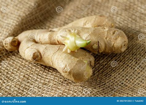 Sprouted Organic Ginger Root Closeup Stock Image - Image of jute ...