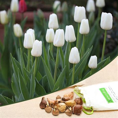Buy Tulip Flower Bulbs online from Nurserylive at lowest price.